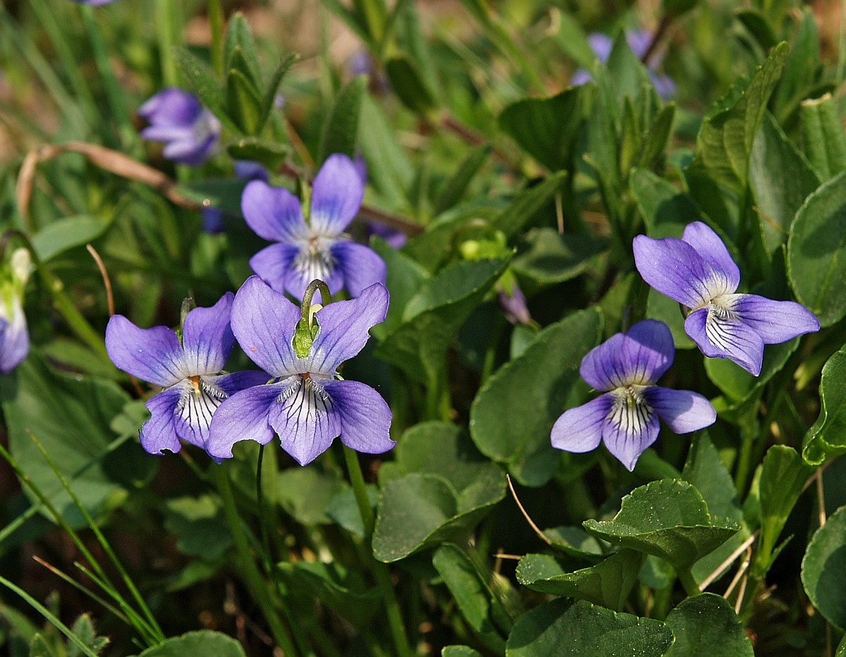 Viola canina, Heath Dogviolet